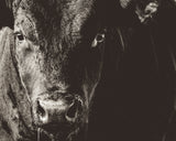 Native Aberdeen Angus® Burgers