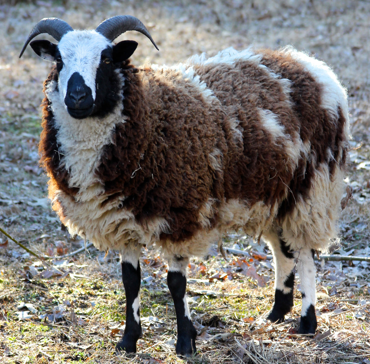 Jacob Lamb & Hogget – Bushblades Farm